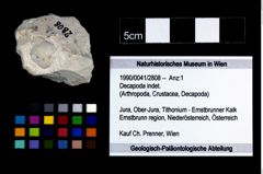Foto (Objekt + Etikett) von Decapoda indet.  (NHMW-GEO-1990-0041-2808)